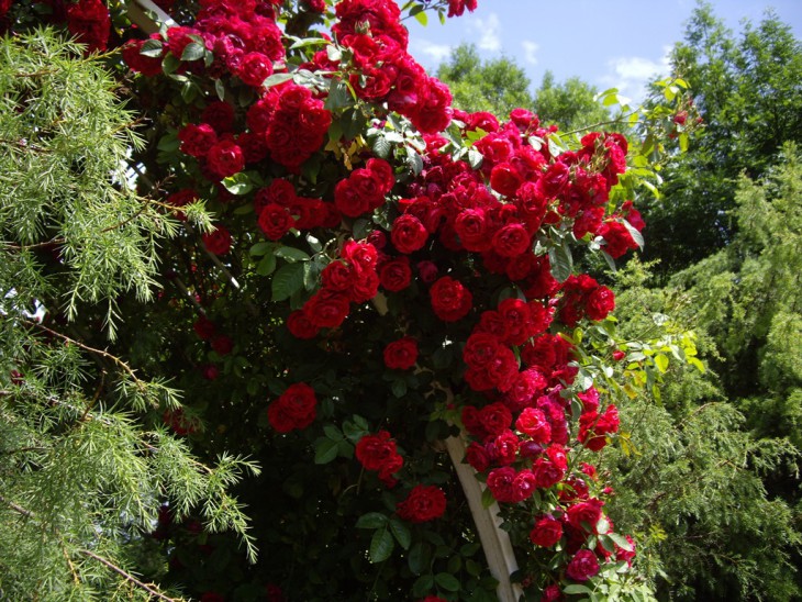 IMGP0128.jpg