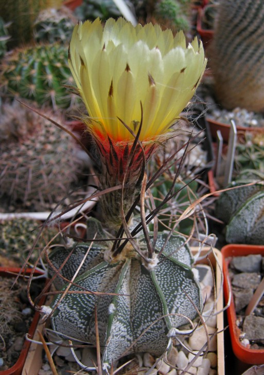Astrophytum capricorne v. niveum