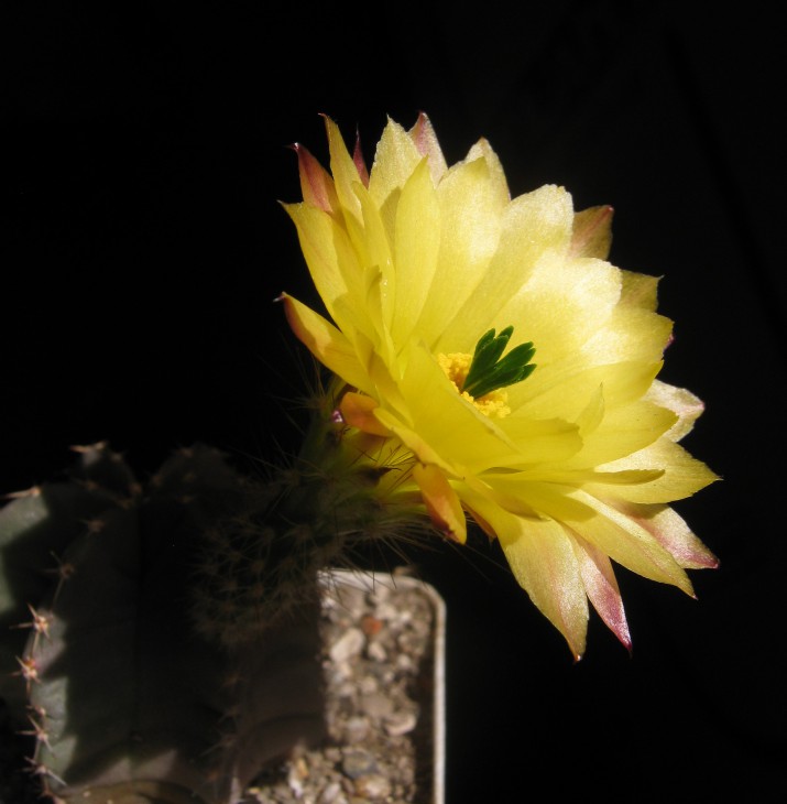 Echinocereus  subinermis