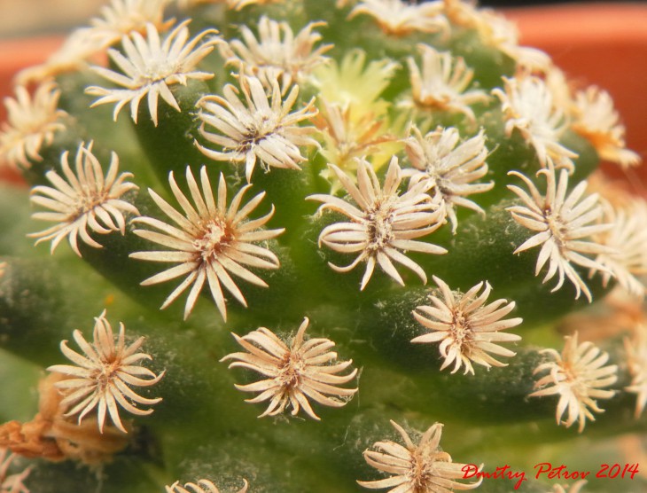 Mammillaria	hernandesi