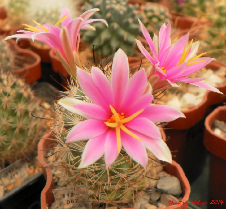 Mammillaria insularis &quot;San Caras&quot;