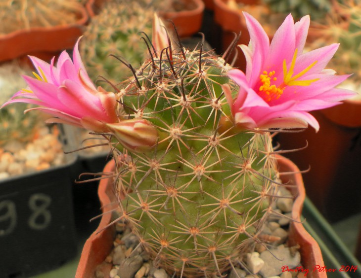 Mammillaria	sheldonii