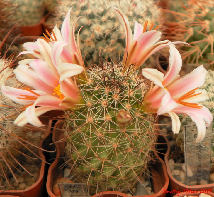 Mammillaria hutchisoniana SB 1243