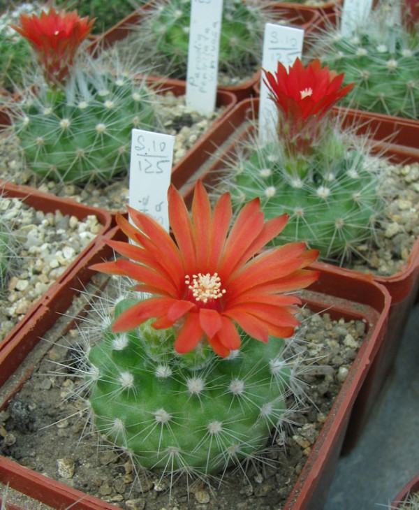 Parodia penicilata nivosa