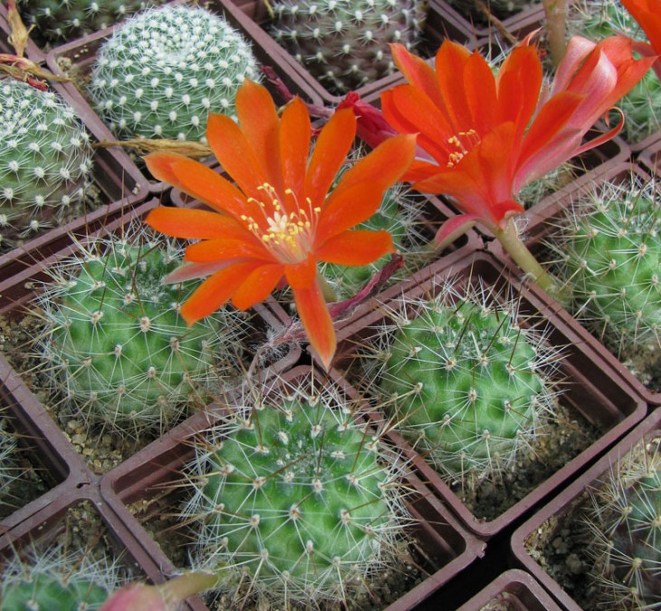 Rebutia robustispina aff.