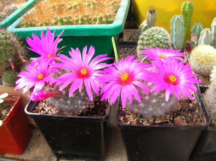 DSCN5952.JPG