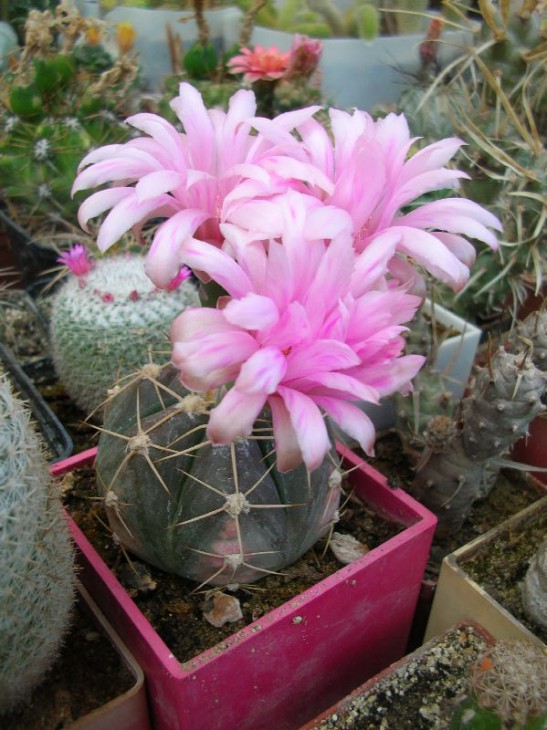 DSCN5953.JPG