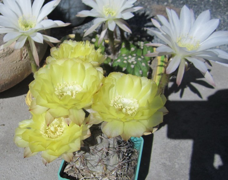 IMG_5586К  Acanthocalycium glaucum..jpg