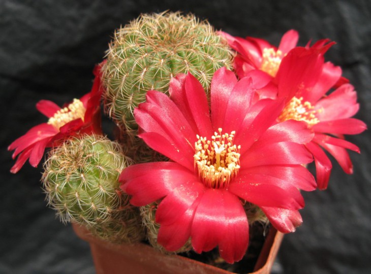 Sulc.aenantha