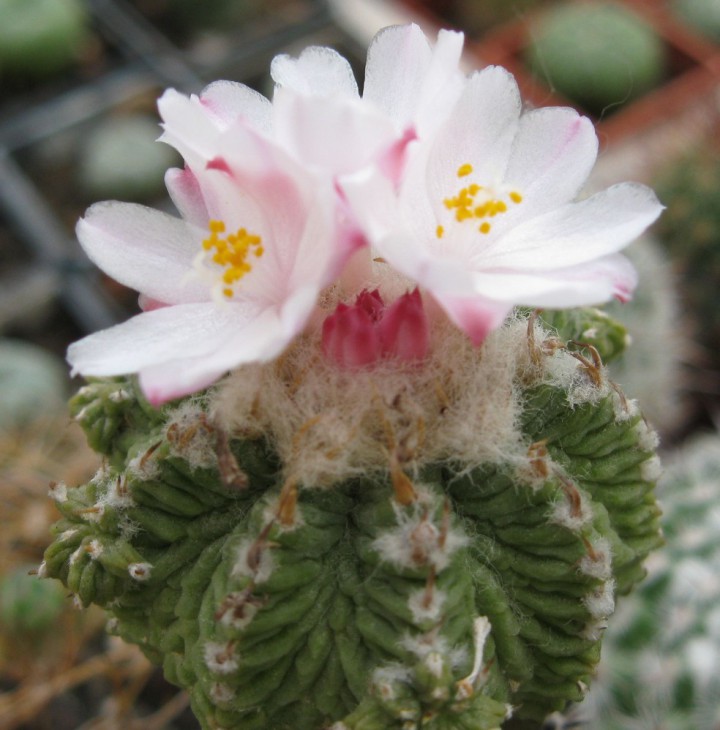 Aztekium ritteri