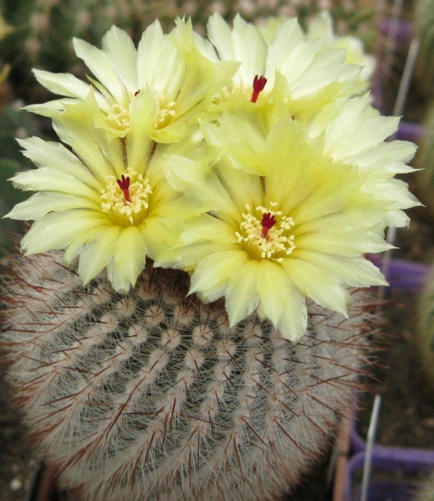 Notocactus scopa
