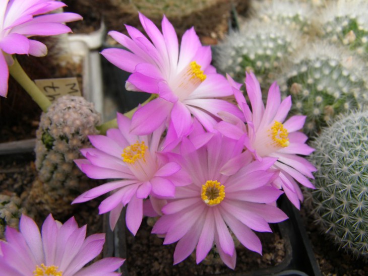 M.theresae (1013 x 760).jpg