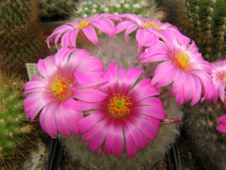 Mammillaria guelzowiana (1013 x 760).jpg