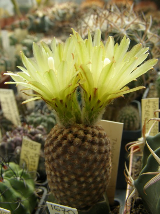 Thelocephala glabrescens RS1488 (760 x 1013).jpg