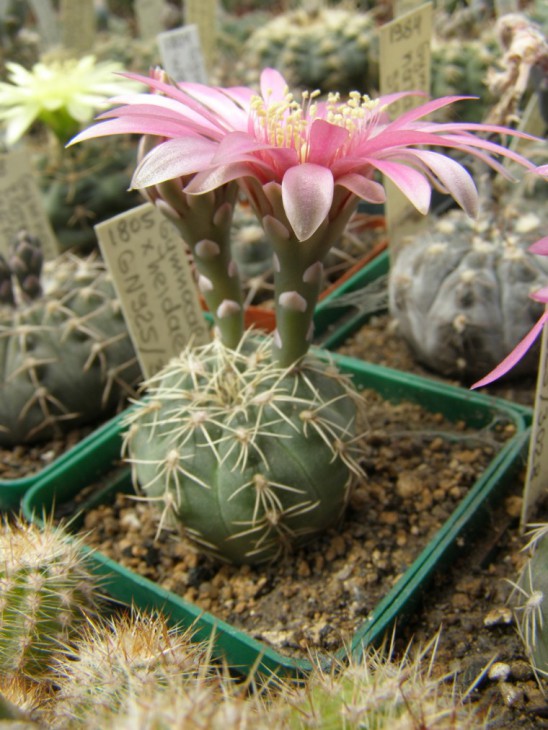 G.x heudiae GN925-3028 (760 x 1013).jpg