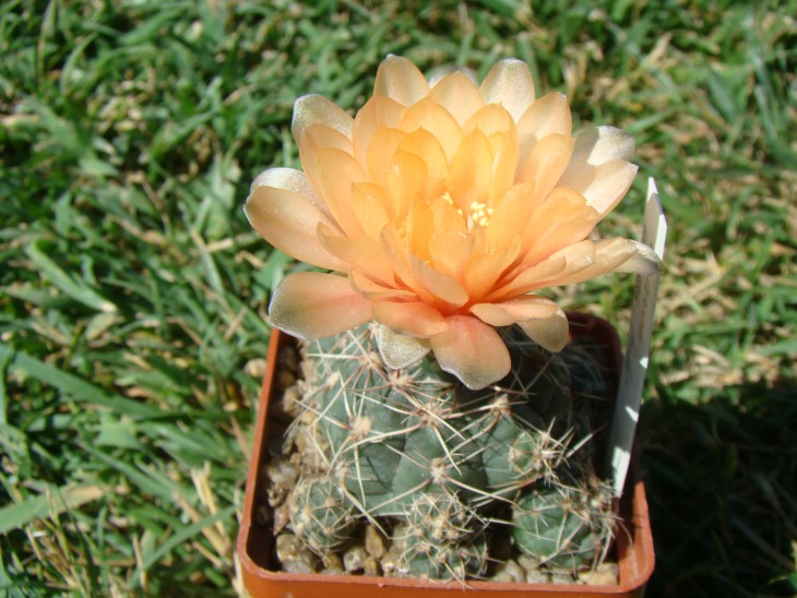 DSC07620.JPG