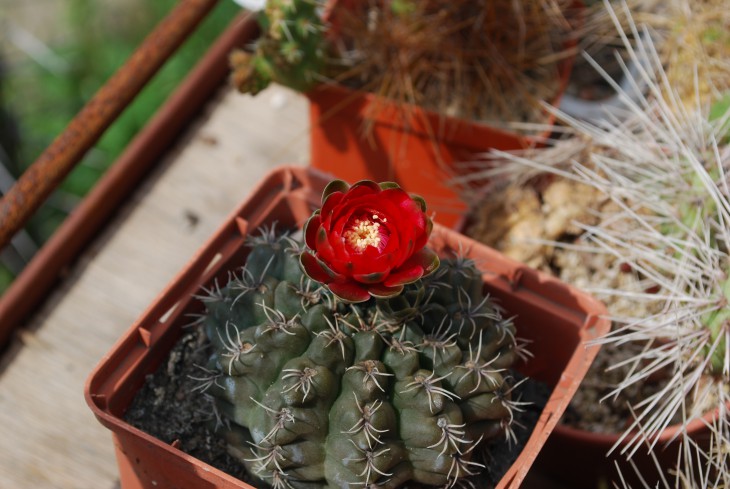 DSC_0845.JPG