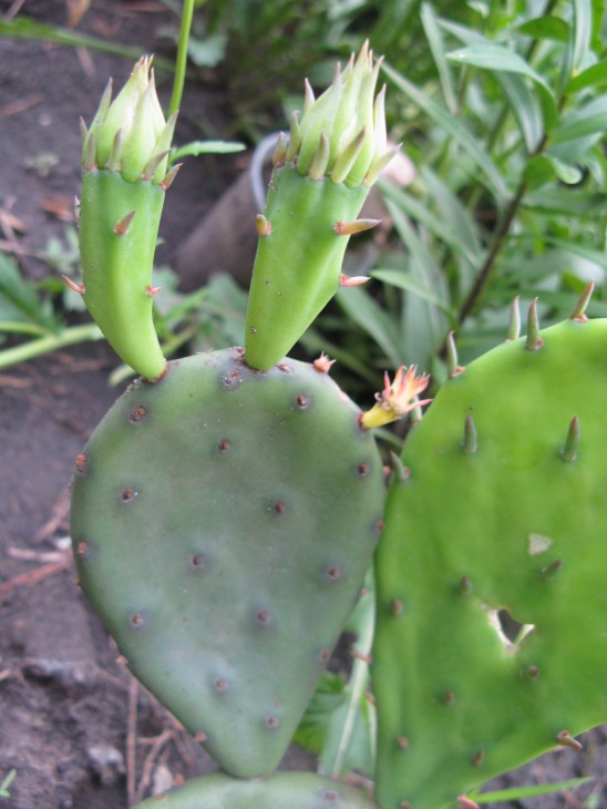 Opuntia ?