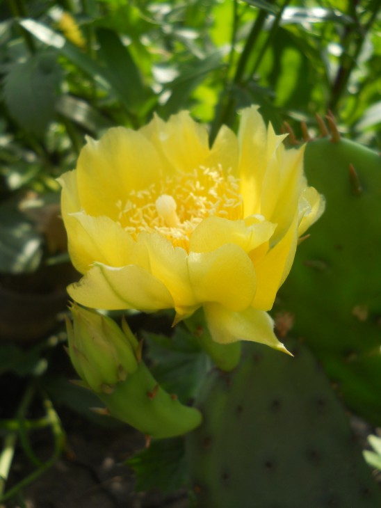 Opuntia ?