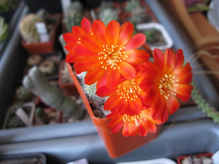 Rebutia ?