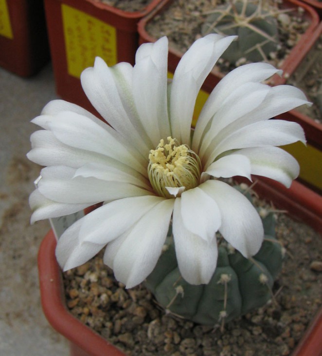 Gymnocalycium vatteri
