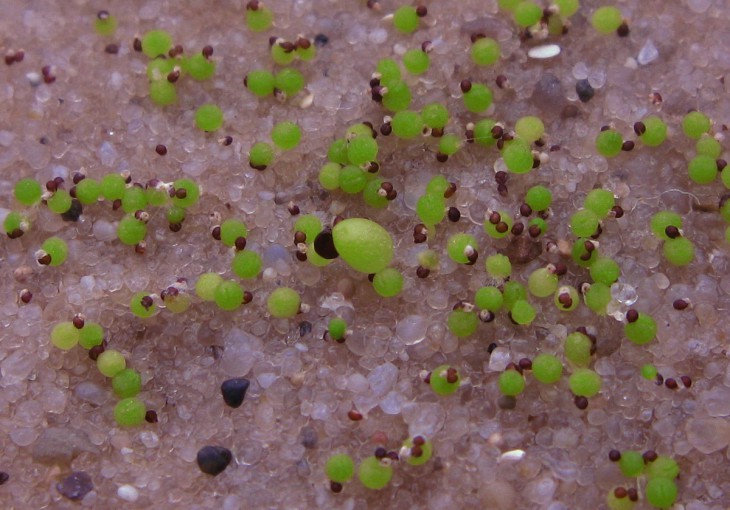 Strombocactus disciformis MZ 319.jpg