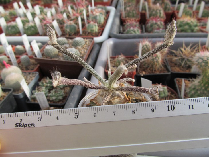 Astrophytum caput medusae