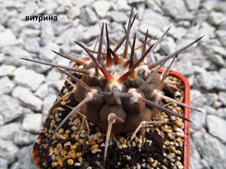 Gymnocalycium piltziorum