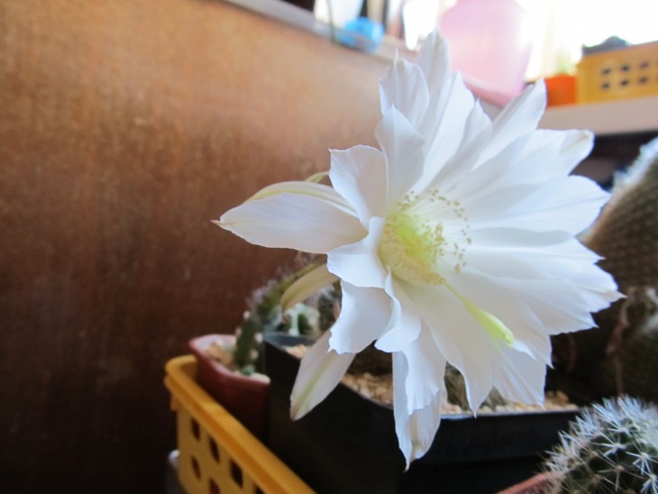 Echinopsis subdenudata (голландец)