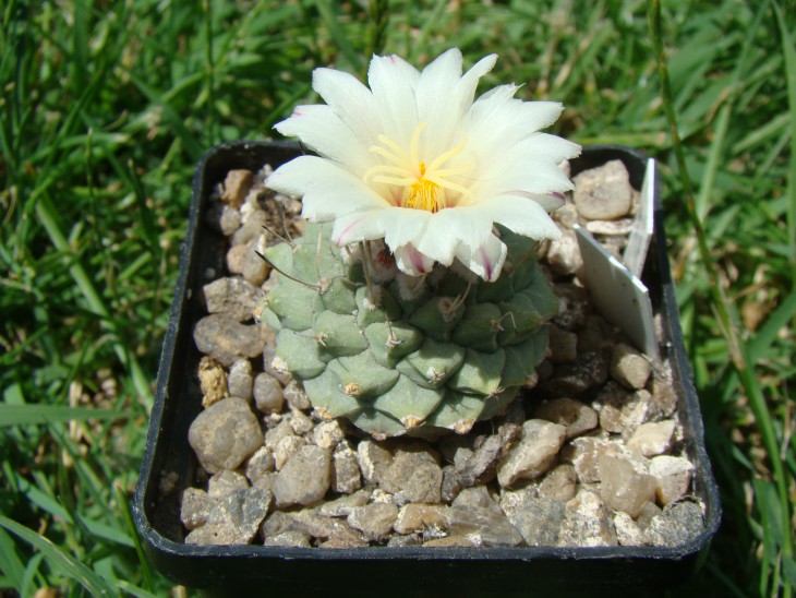 Strombocactus disciformis