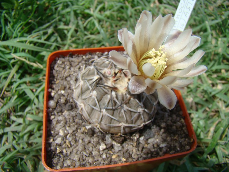 Gymnocalucium asterium