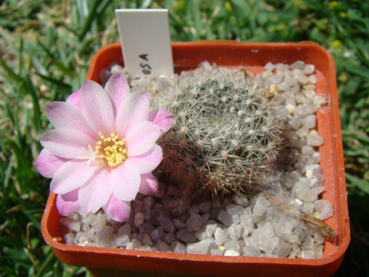 Aylostera espinosa