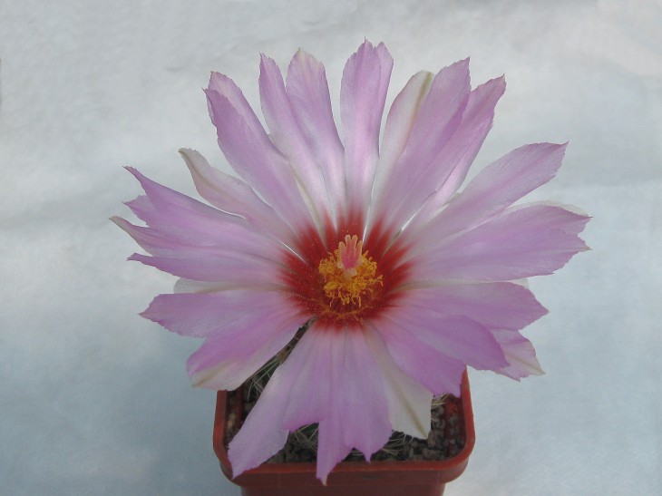 THELOCACTUS bicolor.jpg