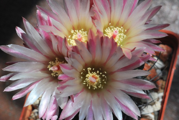 Neochilenia paucicostata v viridis