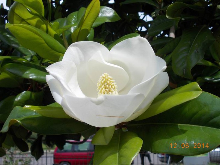 Magnolia grandiflora в Гагре