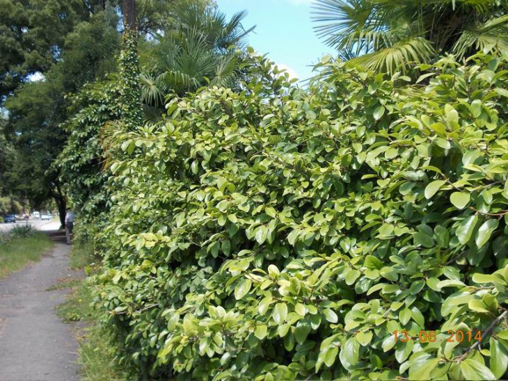 Ficus pumila - обильно плодоносящие фертильные побеги на заборе в центре города