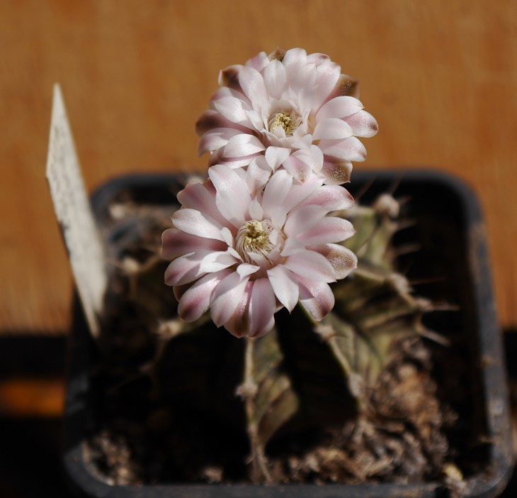 Gymnocalycium friedrichii var. fleischerianum.jpg