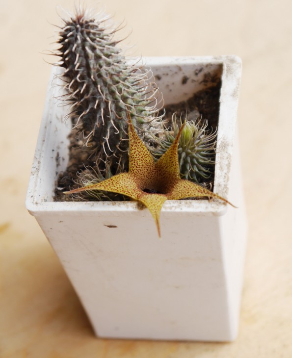 Huernia pillansii -1.jpg