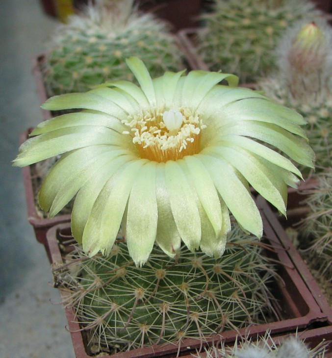 Parodia glischrocarpa K-84
