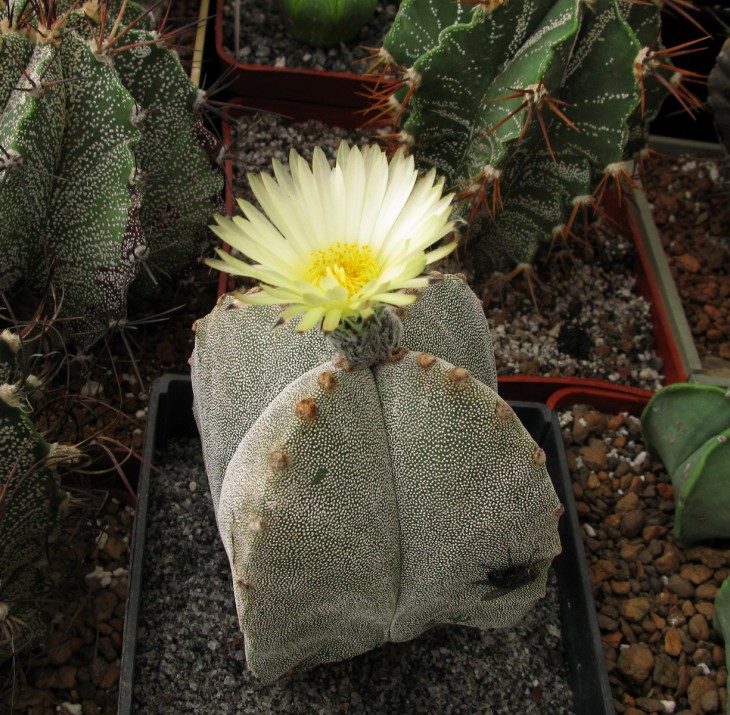 Astrophytum myriostigma v. quadricostatum.jpg