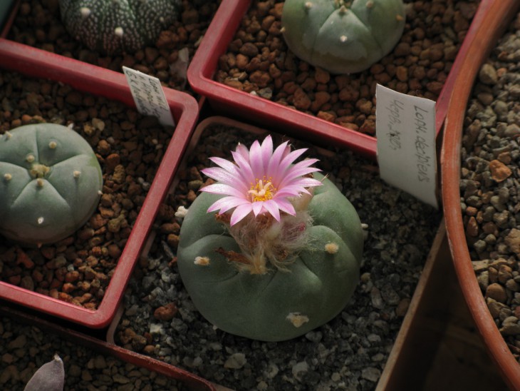 L.frichii.jpg