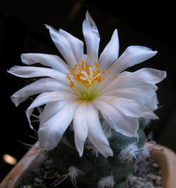 Turbinicarpus lophophoroides