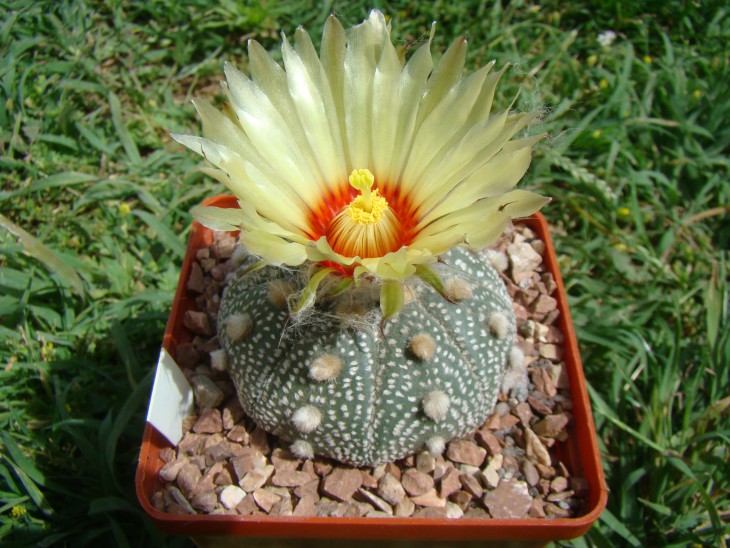 Astrophytum asterias cv. nocha kuten (купил с таким названием у Сергея Червинко, но уже несколько человек говорят, что не знают такого астрофитума ))