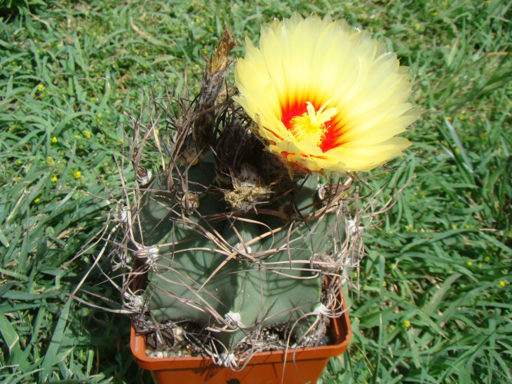 Astrophytum купил как capricorne но похож на тот же senile. Цветок 8 см