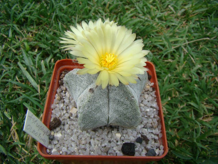 Astrophytum myriostigma с неправильной биркой