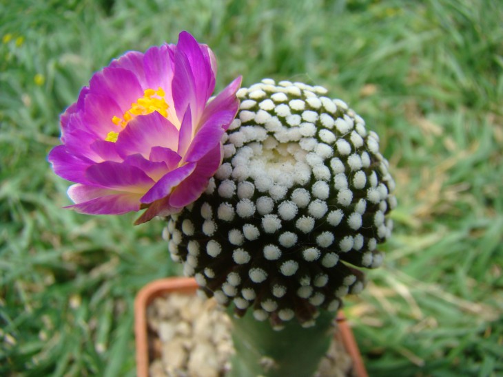 Mammillaria luethyi
