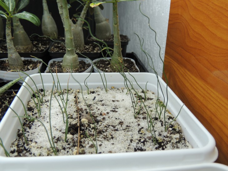 Ornithogalum concordiana (слева) + albuca spiralis (справа) Посев от 02.2014.