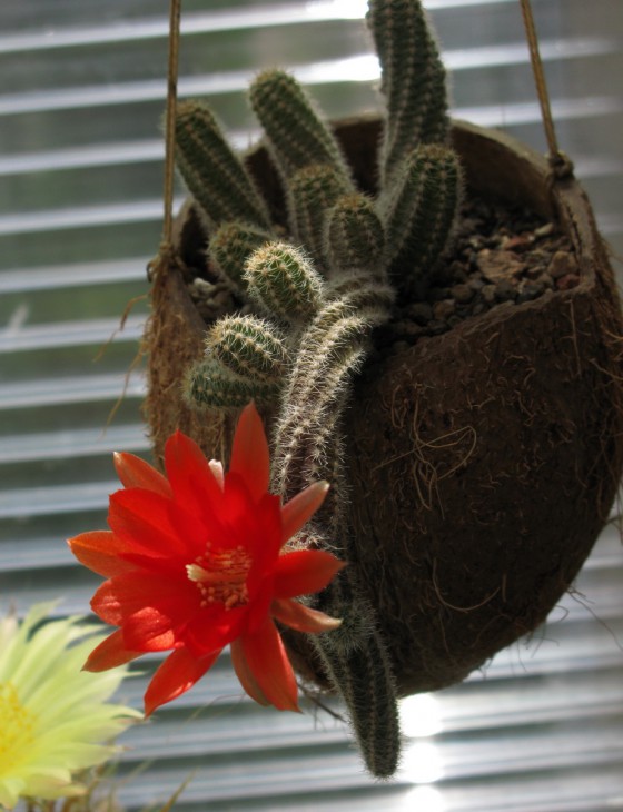 Chamaecereus silvestrii.jpg