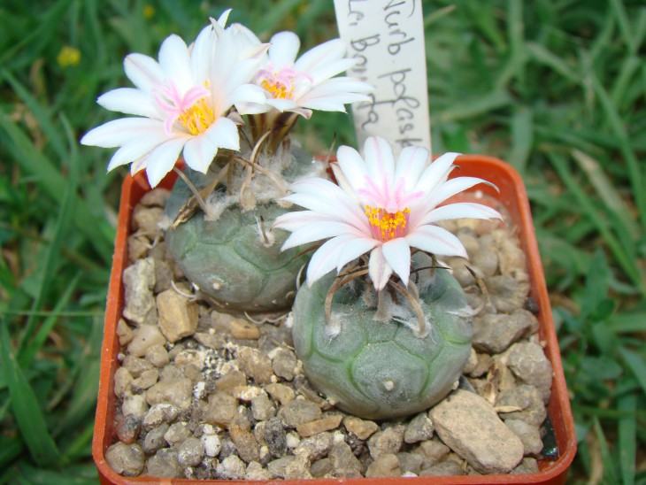 Turbinicarpus polaskii La Bonita