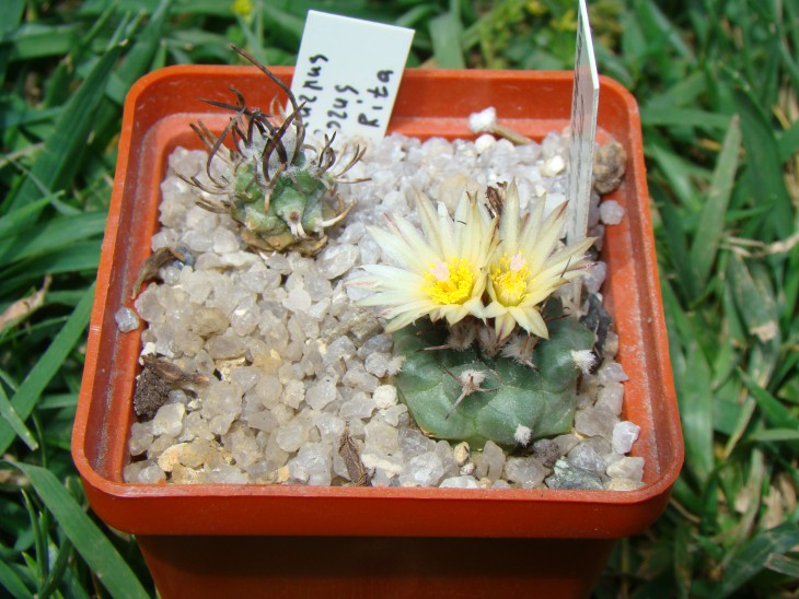 Turbinicarpus Swobodae - Panarotto
